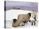 Sheep in Winter-Margaret Loxton-Premier Image Canvas