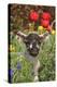 Sheep Lamb in Spring Flowers-null-Premier Image Canvas