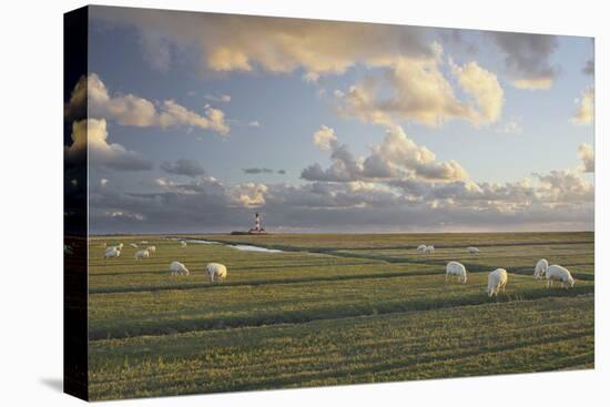 Sheep, Lighthouse of Westerhever (Municipality), Schleswig-Holstein, Germany-Rainer Mirau-Premier Image Canvas