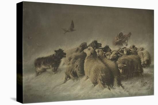 Sheep (Oil on Canvas)-German School-Premier Image Canvas