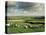 Sheep on Abney Moor on an Autumn Morning, Peak District National Park, Derbyshire, England-David Hughes-Premier Image Canvas