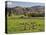 Sheep on Farmland, Near Tarras, Otago, South Island, New Zealand, Pacific-Jochen Schlenker-Premier Image Canvas