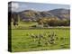 Sheep on Farmland, Near Tarras, Otago, South Island, New Zealand, Pacific-Jochen Schlenker-Premier Image Canvas