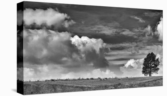 Sheep on the Horizon-Trent Foltz-Stretched Canvas
