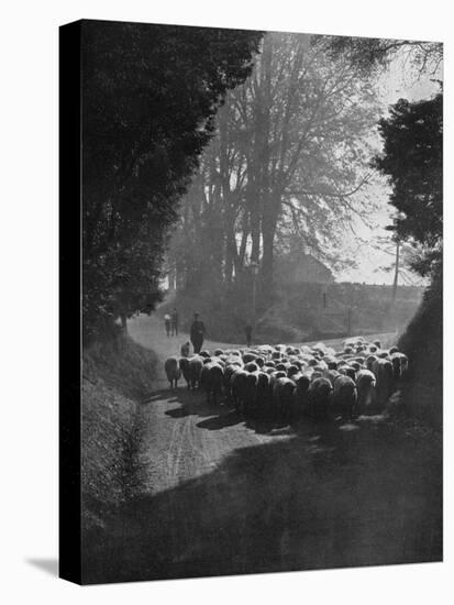 Sheep on the Way to the Wilton Sheep Fair, Wilton, Wiltshire, 1924-1926-Charles E Brown-Premier Image Canvas