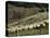 Sheep Penned for Shearing, Tautane Station, North Island, New Zealand-Adrian Neville-Premier Image Canvas