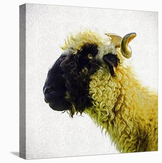 Sheep's Head-Mark Gemmell-Premier Image Canvas