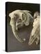 Sheep Skulls, 2001-Vincent Yorke-Premier Image Canvas