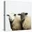 Sheep Standing Side by Side-Adrian Burke-Premier Image Canvas