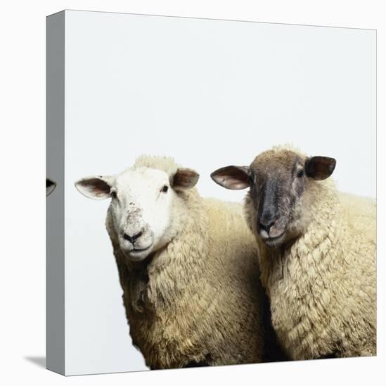 Sheep Standing Side by Side-Adrian Burke-Premier Image Canvas