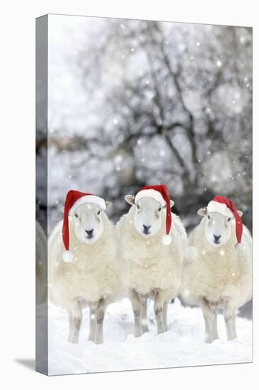 Sheep Texel Ewes in Snow Wearing Christmas Hats-null-Premier Image Canvas