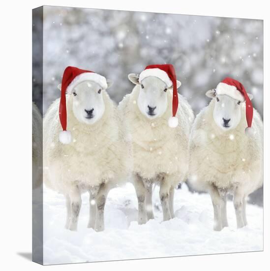 Sheep Texel Ewes in Snow Wearing Christmas Hats-null-Premier Image Canvas