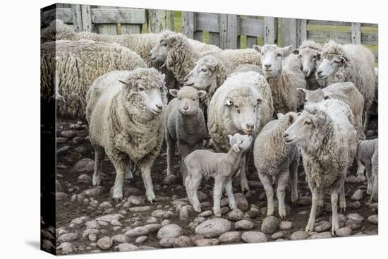 Sheep Waiting to Be Shorn at Long Island Sheep Farms, Outside Stanley, Falkland Islands-Michael Nolan-Premier Image Canvas