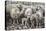 Sheep Waiting to Be Shorn at Long Island Sheep Farms, Outside Stanley, Falkland Islands-Michael Nolan-Premier Image Canvas