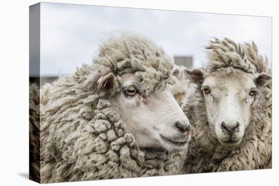 Sheep Waiting to Be Shorn at Long Island Sheep Farms, Outside Stanley, Falkland Islands-Michael Nolan-Premier Image Canvas