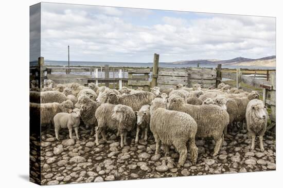 Sheep Waiting to Be Shorn at Long Island Sheep Farms, Outside Stanley, Falkland Islands-Michael Nolan-Premier Image Canvas