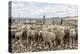 Sheep Waiting to Be Shorn at Long Island Sheep Farms, Outside Stanley, Falkland Islands-Michael Nolan-Premier Image Canvas