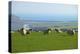 Sheep with Cuckmere Haven in the Background, East Sussex, England, United Kingdom, Europe-Neil Farrin-Premier Image Canvas