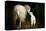 Sheep With Lamb in a Barn-null-Stretched Canvas