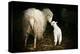 Sheep With Lamb in a Barn-null-Stretched Canvas