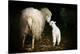 Sheep With Lamb in a Barn-null-Stretched Canvas