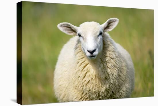 Sheep-Jeremy Walker-Premier Image Canvas