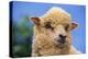 Sheep-DLILLC-Premier Image Canvas