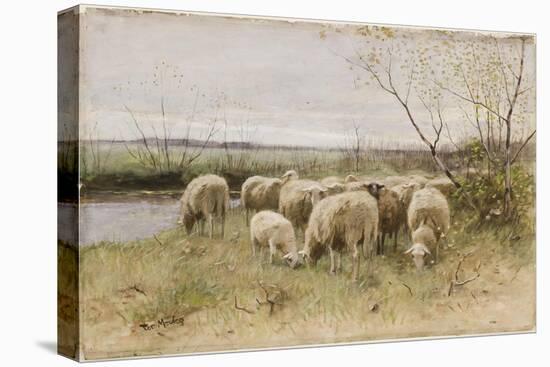 Sheep-Francois Pieter Ter Meulen-Premier Image Canvas