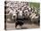 Sheepdog and Sheep, Pentland Hills Near Edinburgh, Lothian, Scotland, United Kingdom, Europe-Patrick Dieudonne-Premier Image Canvas