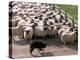 Sheepdog and Sheep, Pentland Hills Near Edinburgh, Lothian, Scotland, United Kingdom, Europe-Patrick Dieudonne-Premier Image Canvas