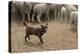Sheepdog: Kelpie Helping to Muster Sheep-null-Premier Image Canvas