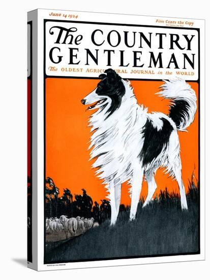 "Sheepdog Oversees Flock," Country Gentleman Cover, June 14, 1924-Paul Bransom-Premier Image Canvas