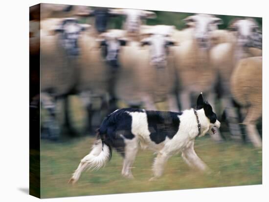 Sheepdog Rounding Up Domestic Sheep Bergueda, Spain, August 2004-Inaki Relanzon-Premier Image Canvas