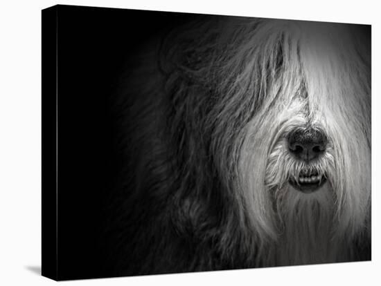 Sheepdog-Lori Hutchison-Premier Image Canvas