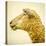 Sheeps Head-Mark Gemmell-Premier Image Canvas