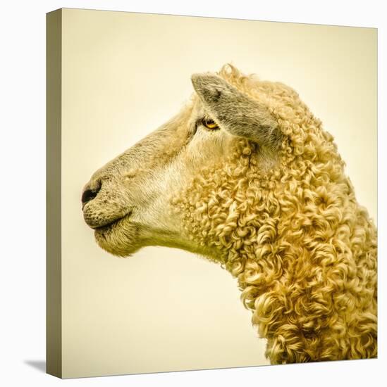 Sheeps Head-Mark Gemmell-Premier Image Canvas