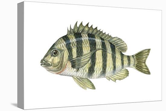 Sheepshead (Archosargus Probatocephalus), Fishes-Encyclopaedia Britannica-Stretched Canvas