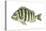 Sheepshead (Archosargus Probatocephalus), Fishes-Encyclopaedia Britannica-Stretched Canvas