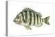 Sheepshead (Archosargus Probatocephalus), Fishes-Encyclopaedia Britannica-Stretched Canvas