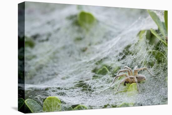 Sheet Spiders with Webs, Los Angeles, California-Rob Sheppard-Premier Image Canvas