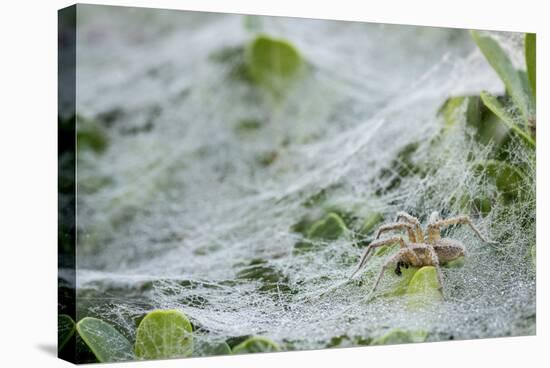 Sheet Spiders with Webs, Los Angeles, California-Rob Sheppard-Premier Image Canvas