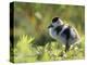 Shelduck Duckling, Belgium, Europe-Bernard Castelein-Premier Image Canvas