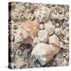 Shell Collection I-Kathy Mansfield-Stretched Canvas