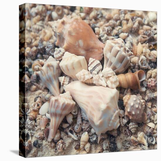 Shell Collection II-Kathy Mansfield-Stretched Canvas