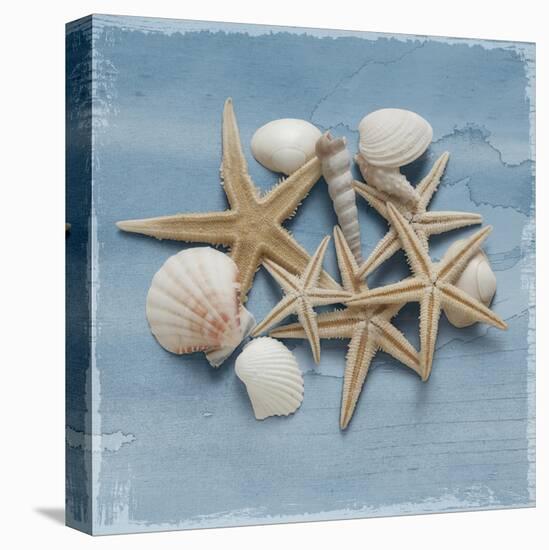 Shell Collection III-Bill Philip-Stretched Canvas