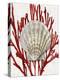 Shell Coral Red IV-Caroline Kelly-Stretched Canvas