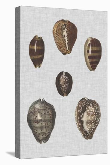 Shell Display IV-Denis Diderot-Stretched Canvas