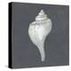 Shell on Slate IV-Megan Meagher-Stretched Canvas