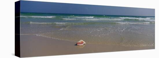 Shell on the Beach, Gulf of Mexico, Alabama, USA-null-Premier Image Canvas