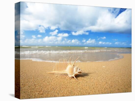 Shell on the Beach-null-Premier Image Canvas